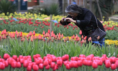 A visitor takes photo of tulips in the Shanghai Botanical Garden. Photos: CFP