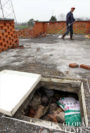 A worker walks past a pig carcass hole. Photo: Yang Hui / GT
