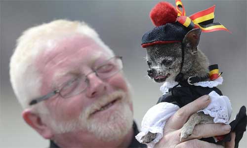 A man holds his Chihuahua pet dog decorated with national-coloured ribbbons during the military parade in Brussels, capital of Belgium, July 21, 2012, on the occasion of the Belgian National Day. Photo: Xinhua