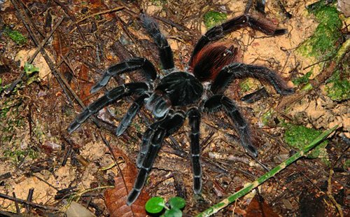 A juicy tarantula T Photo: Chris Dalby/GT
