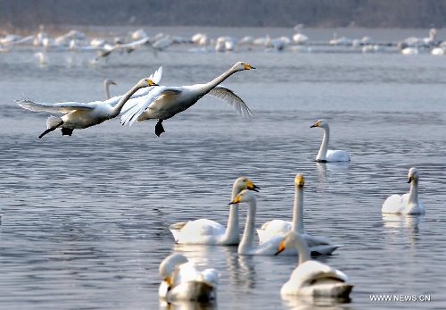 &nbsp;White swans are seen at the Yellow River wetland in Sanmenxia, central China's Henan Province, Jan. 4, 2013. (Xinhua/Wang Song)&nbsp; 