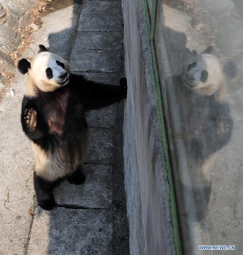 Three-year-old female Giant Panda 