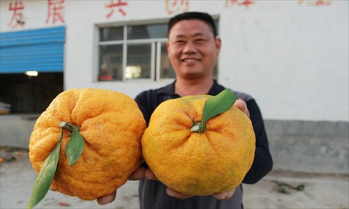 Liu Fengbin, a farmer from Xiaofuling village in Danjiangkou, Hubei Province, holds two large oranges, the left one weighing 0.9 kilograms and the right 0.7 kilograms, on Monday. Liu said he picked the oranges from a 7-year-old tree on Saturday. Photo: IC