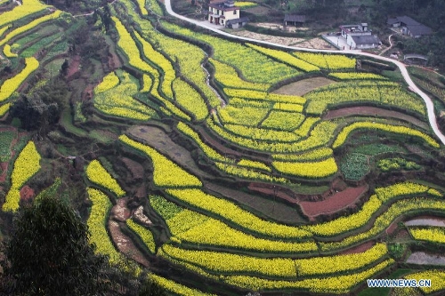  Photo taken on March 6, 2013 shows the scenery of cole flower fields at Zhongyan Village of Ruifeng Town in Qingshen County, southwest China's Sichuan Province. (Xinhua/Yao Yongliang) 