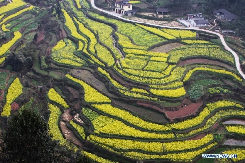 &nbsp;Photo taken on March 6, 2013 shows the scenery of cole flower fields at Zhongyan Village of Ruifeng Town in Qingshen County, southwest China's Sichuan Province. (Xinhua/Yao Yongliang) 
