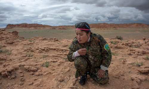 National park ranger Surenjav Munkhsaikhan licks a stone to test if it's a fossil near the Flaming Cliffs in the Gobi desert in Mongolia on June 27, 2016. Photos: CFP
