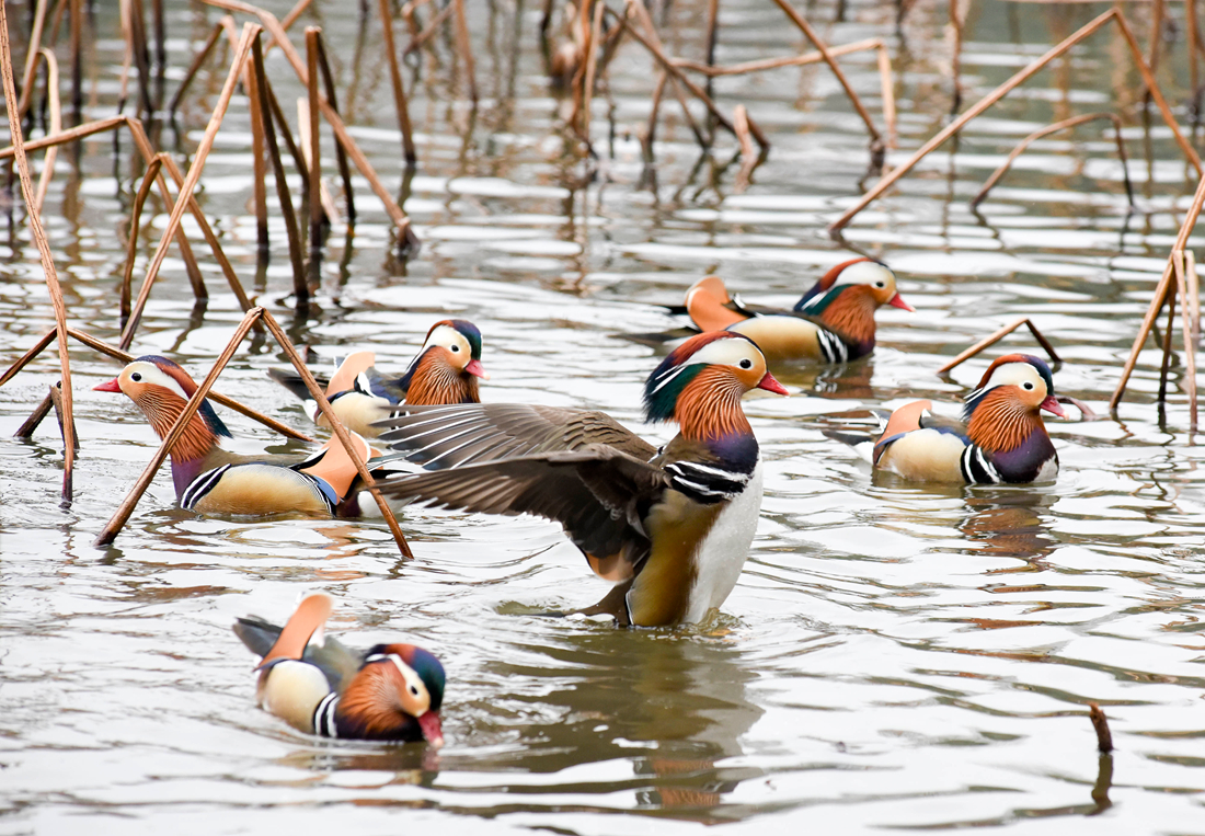 Mandarin ducks out for a swim in Hangzhou’s West Lake Global Times