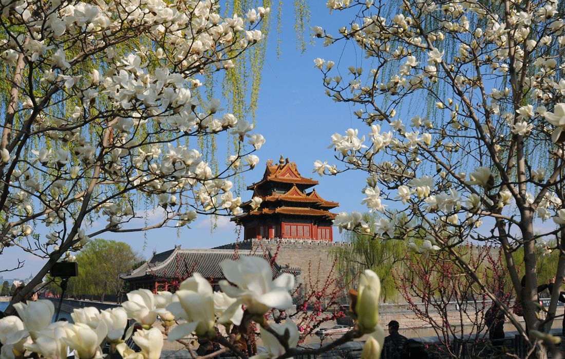 Beijing’s Forbidden City blooms with springtime flowers - Global Times