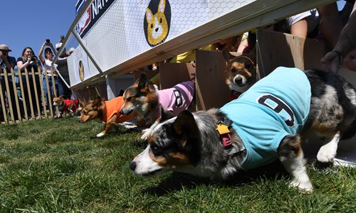 nationals dog jersey