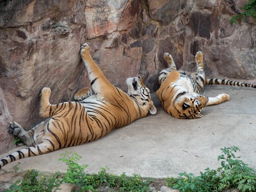 siberian tiger speed