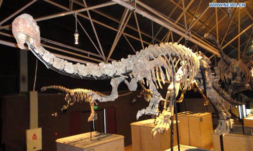 New dinosaur species fossil discovered in China - Global Times