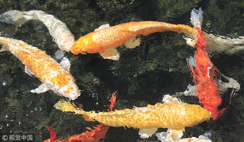 Chinese netizens go on koi fish reposting binge for good