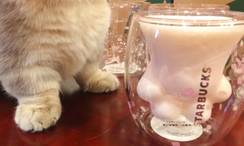 Optagelsesgebyr Rang Politisk Starbuck's new cat-paw cups bring out the worst in aggressive collectors in  China - Global Times
