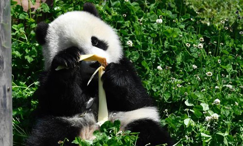 Disrespecting, getting angry with giant pandas in Hong Kong could cost you  a month in jail - Global Times