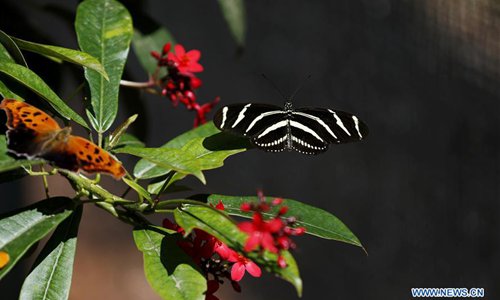 Butterfly exhibition held at Natural History Museum of Los Angeles ...