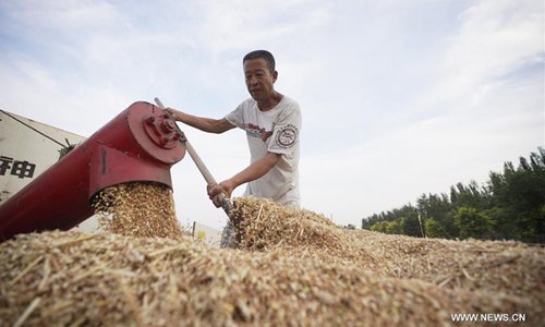Farmers busy reaping as wheat enter into harvest season - Global Times