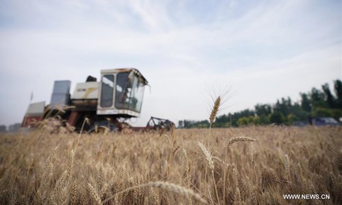 Farmers busy reaping as wheat enter into harvest season - Global Times