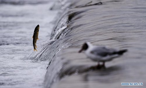 Qinghai Lake greets migration peak of naked carp