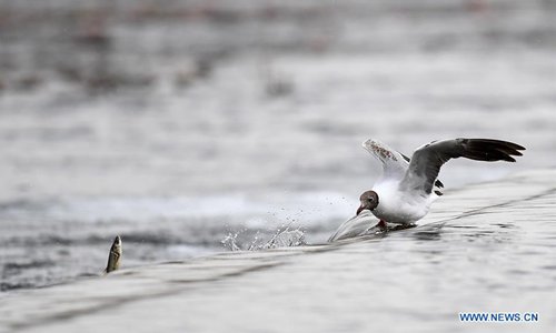 Qinghai Lake greets migration peak of naked carp
