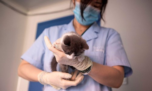 Animal cloning finds big market in China among pet owners - Global Times