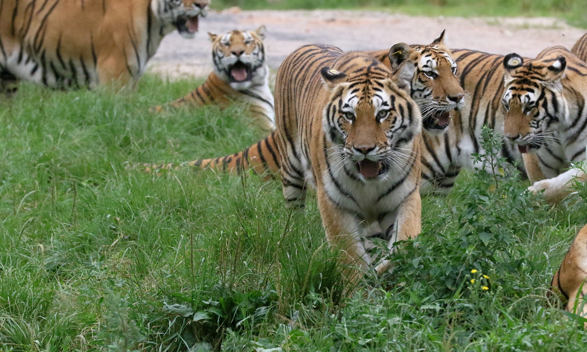 China continues efforts to protect Siberian tigers - Global Times