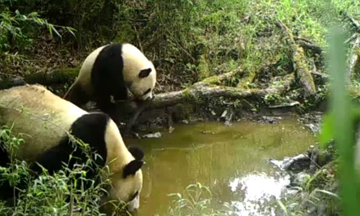 The giant panda: a successful conservation story the world needs to hear -  Global Times