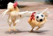 Soccer frenzy spreads worldwide, even to animals