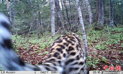A critically endangered Amur leopard was photographed by wildlife cameras recently in the forests of Wangqing, Jilin Province.Photo: chinanews.com