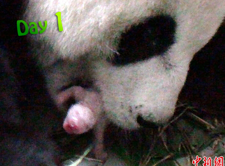 Employees at the Taipei Zoo recently released a series of photos chronicling the birth of its latest edition, giant panda cub Yuan Zai. The first of proud mother Yuanyuan and father Tuantuan, this adorable female cub is the first giant panda born in Taiwan. Yuan Zai is more than a small victory considering the difficulty of breeding pandas in captivity in addition to their small breeding window. Yuanyuan was artificially inseminated earlier this year. The two parent pandas were presented as gifts to Taiwan from the Chinese mainland in late December of 2008. Photos: Chinanews.com