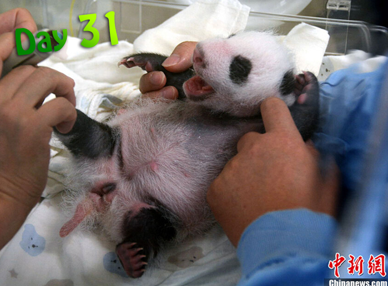 A veterinarian performs an ultrasonic examination on the cub.