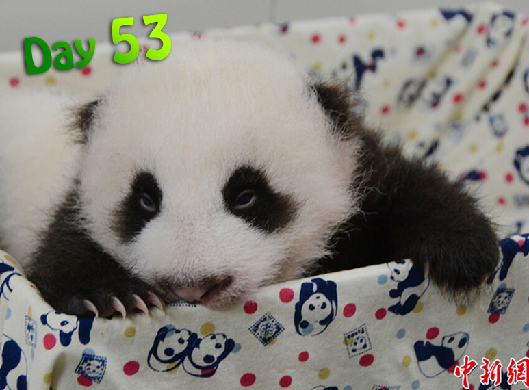 The panda cub is able to fully open her eyes at about two months old.
