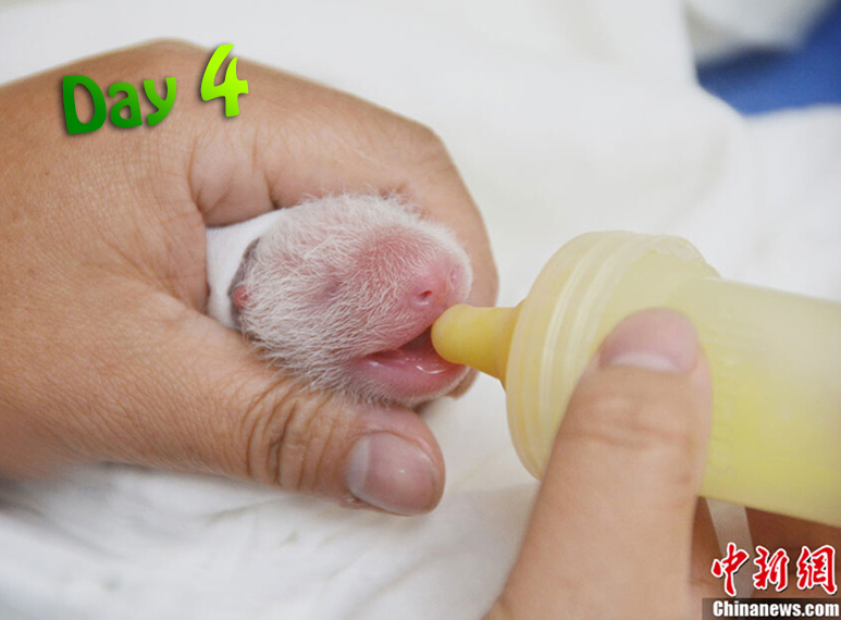 A zoo worker nurses the 4-day-old panda cub.