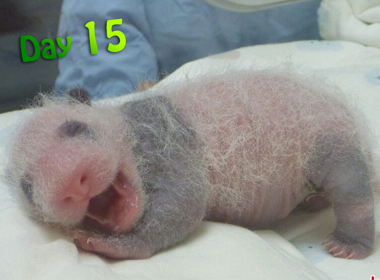 Pandas begin to show their distinct fur pattern at 15 days old.