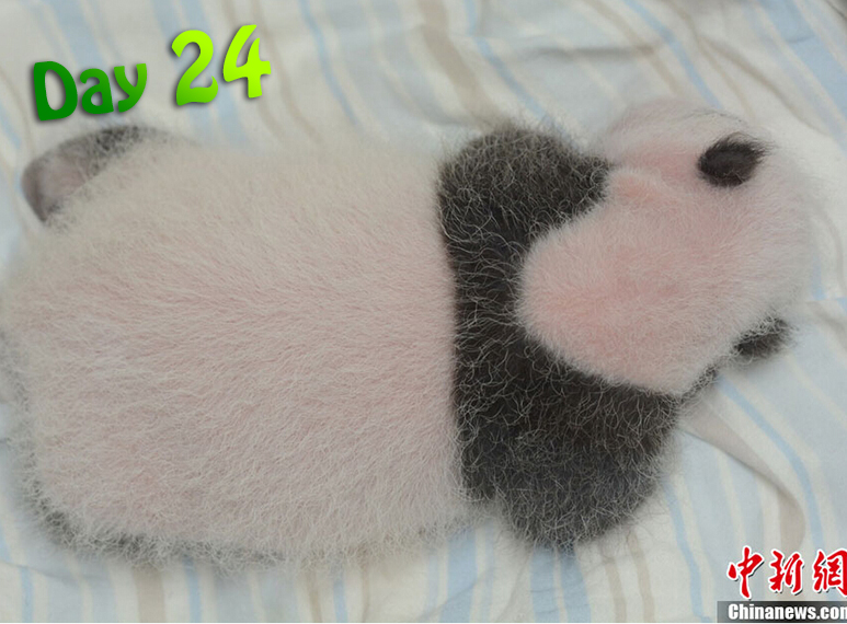 At 24 days old, the cub begins to grow into its cuddly panda shape.