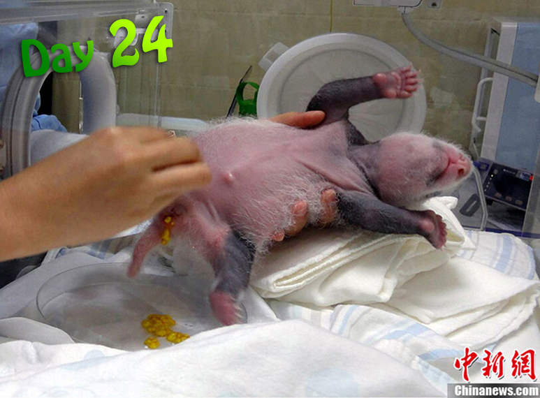 A zoo worker wipes the panda cub after a nice, satisfying poop.