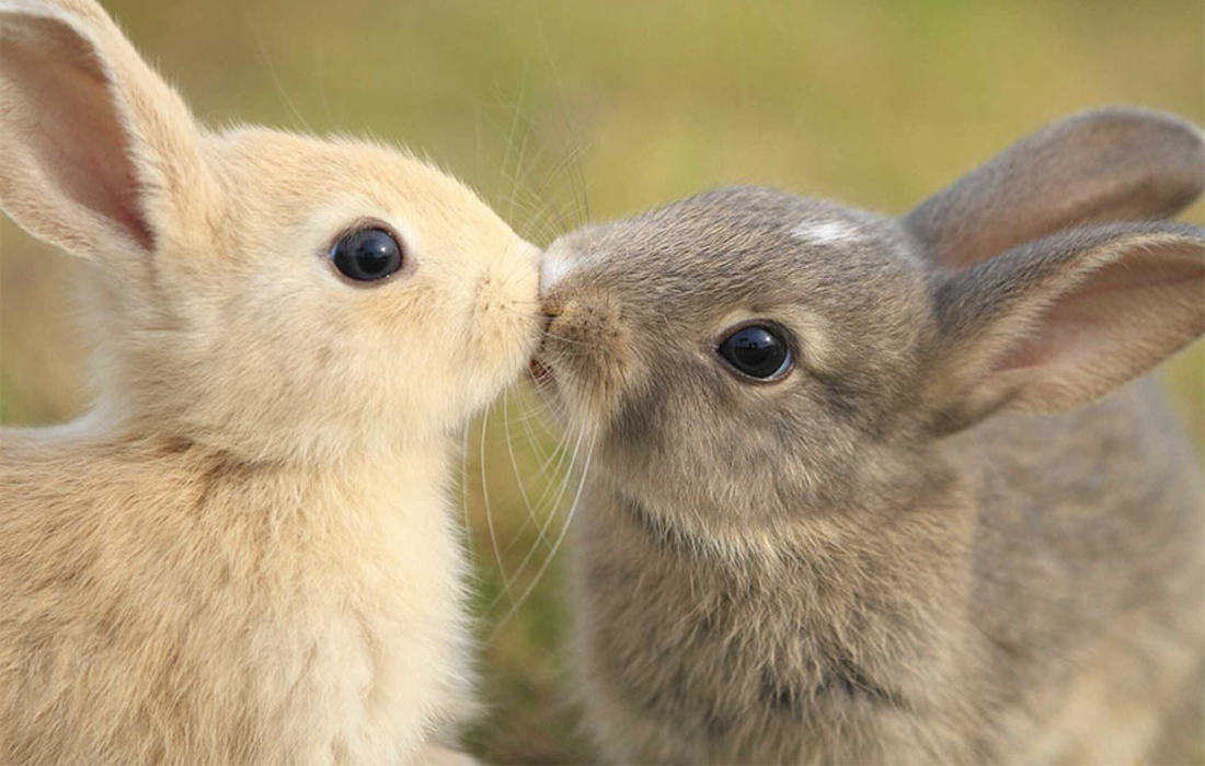 Animals Kiss For Love On Valentine S Day Global Times