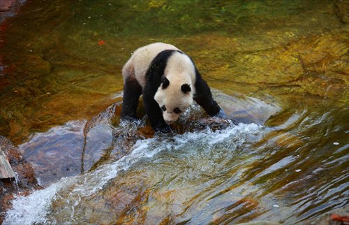 A wild giant panda is spotted in a creek in the mountains of Taibai county, Shaanxi Province, October 19, 2014. Photo: CFP