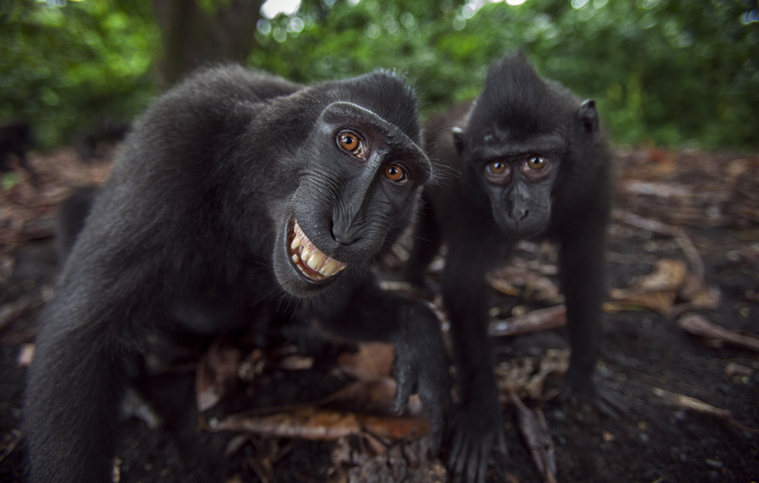 Big Smile From Smart Monkey Global Times