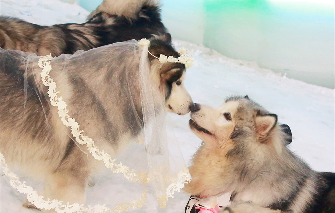 whiteweddingforsouthchinassubtropicalsledcouple