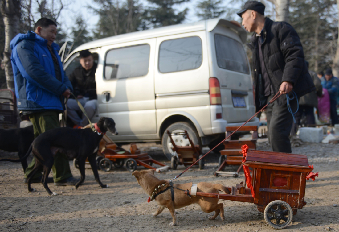 dog pulling cart