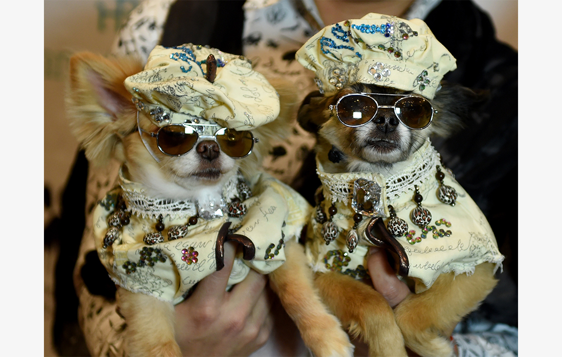 Dapper dogs strut 14th New York Pet Fashion Show - Global Times
