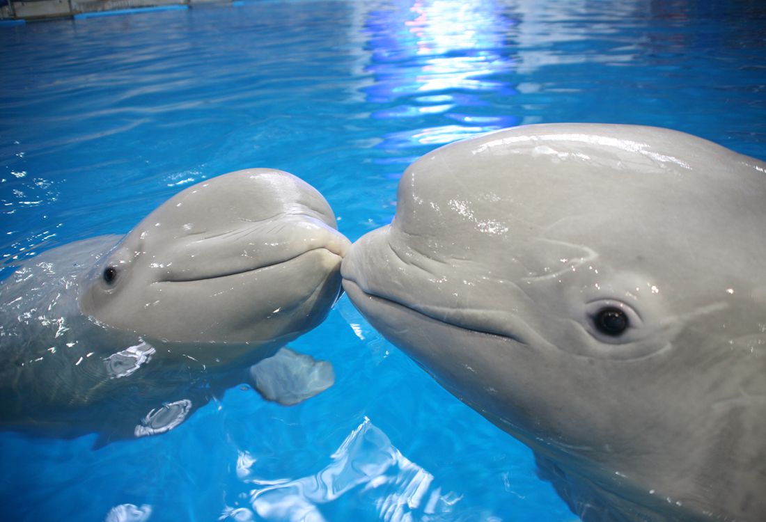 aquarium animals show their romantic sides ahead of valentines