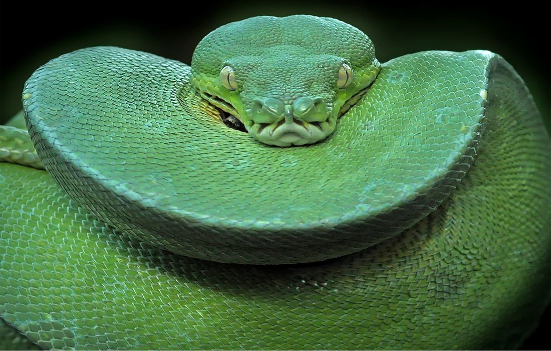 toocloseforcomfortincrediblephotosofgreentreepythonhuntingprey