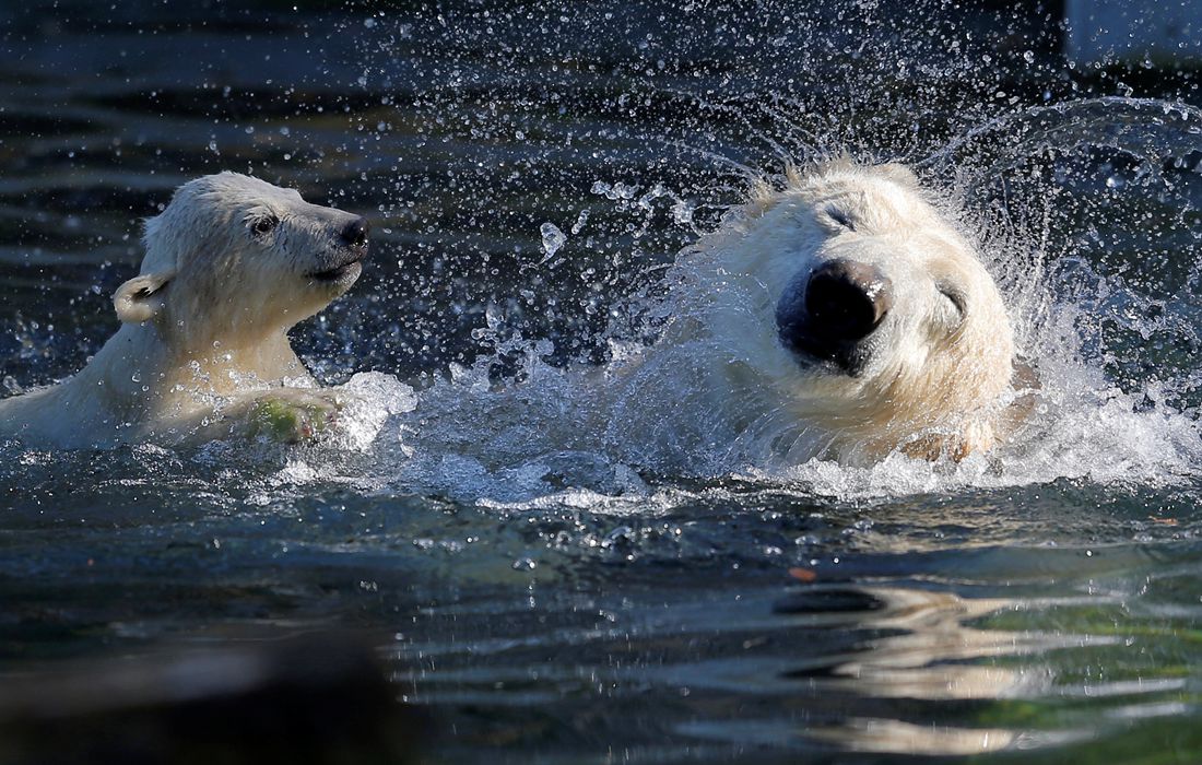polarbearcubmakesdebutatfrenchzoo