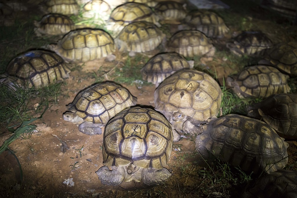 guangzhou imports 200 african spurred tortoises - global times
