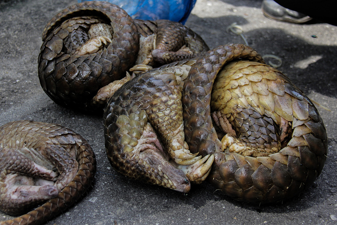 101smuggledpangolinsseizedinindonesia