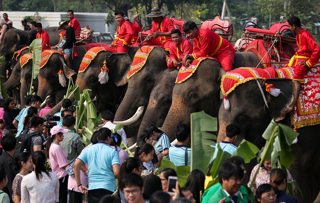 Thailand celebrates National Elephant Day - Global Times