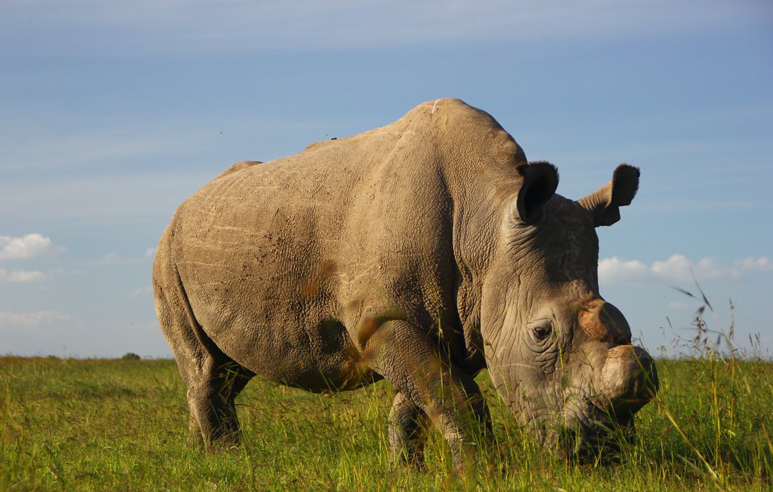 northern white rhino sudan grazes at the ol pejeta conservancy