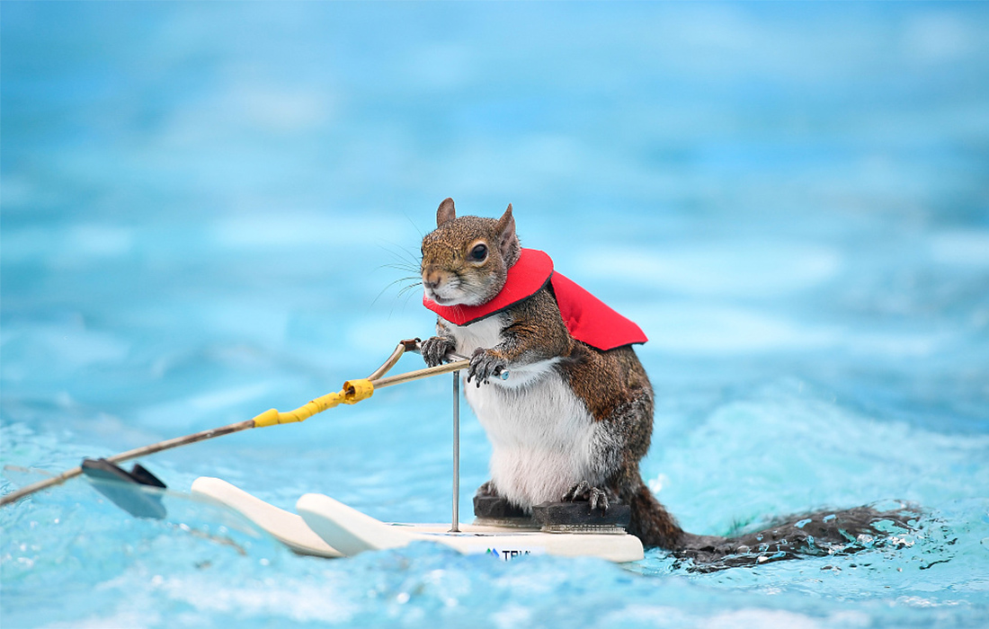 awaterskiingsquirrelgivesafarewellperformanceinminneapolisusa