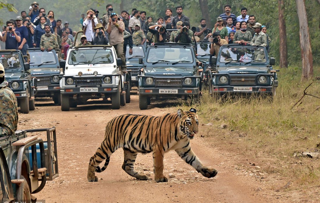 a bengal tiger nonchalantly parades in front of dozens of